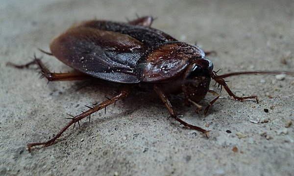 Quelles sont les bonnes pratiques pour éviter l’invasion de cafards ?