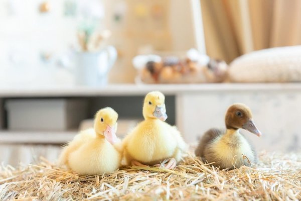 Le chic du vêtement velour pour toute la famille